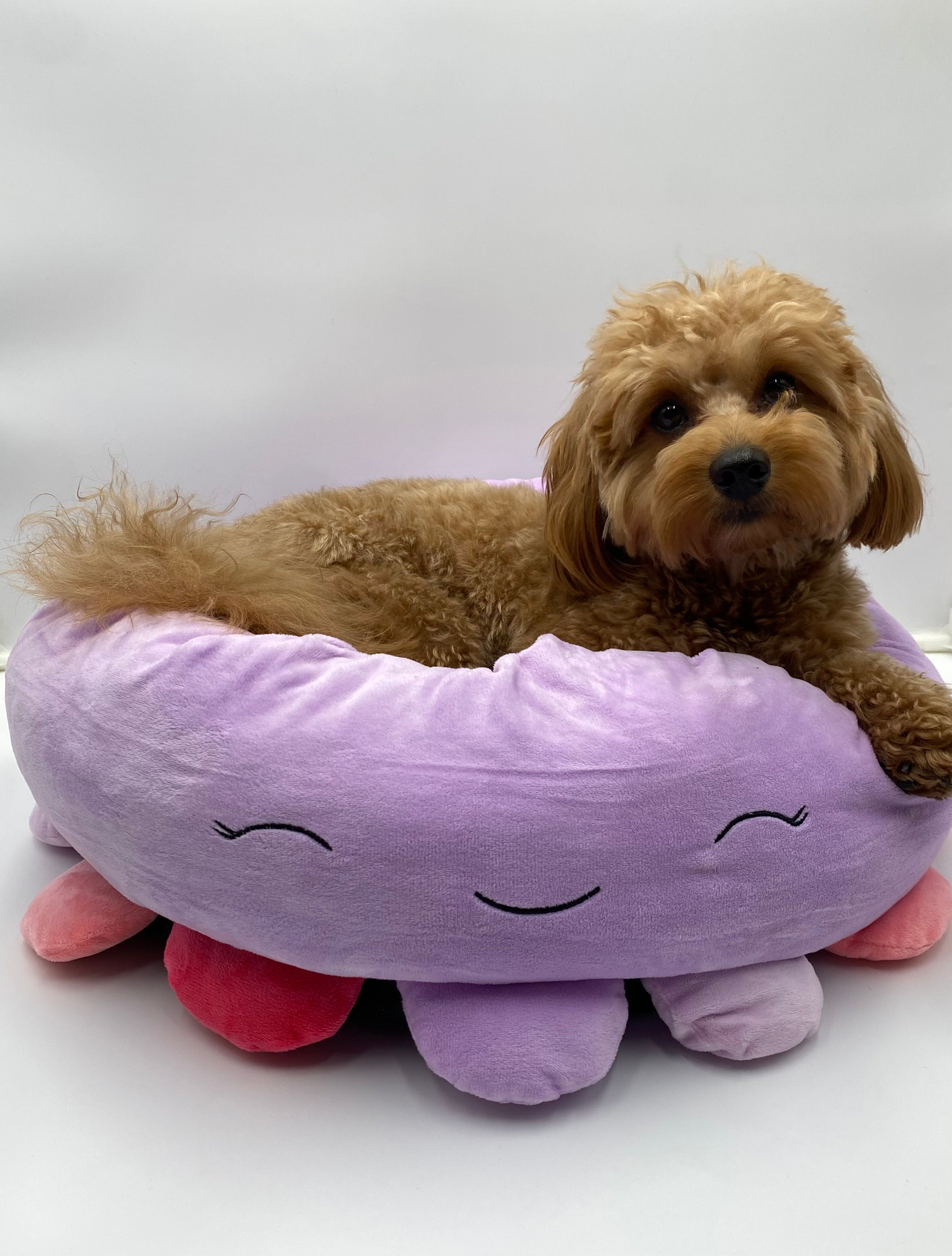 Pet Beds